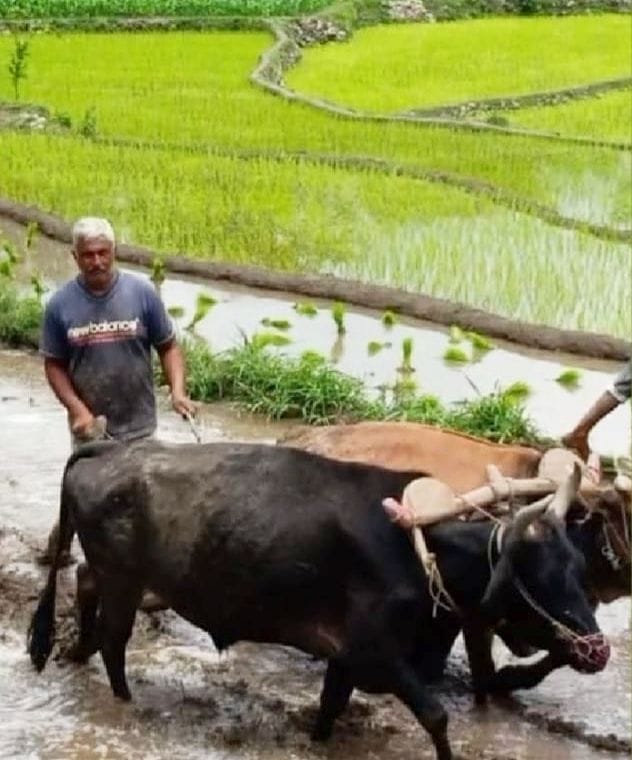Paddy planting started in Darlaghat area