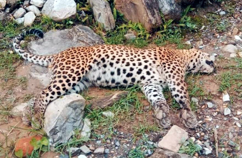 Guldar's body found near Danugad drain in Nepal