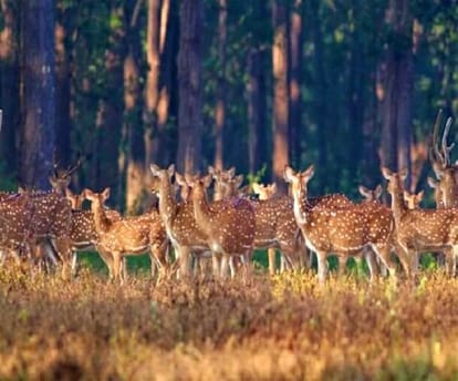 More than 25 thousand deer increased in PTR in four years