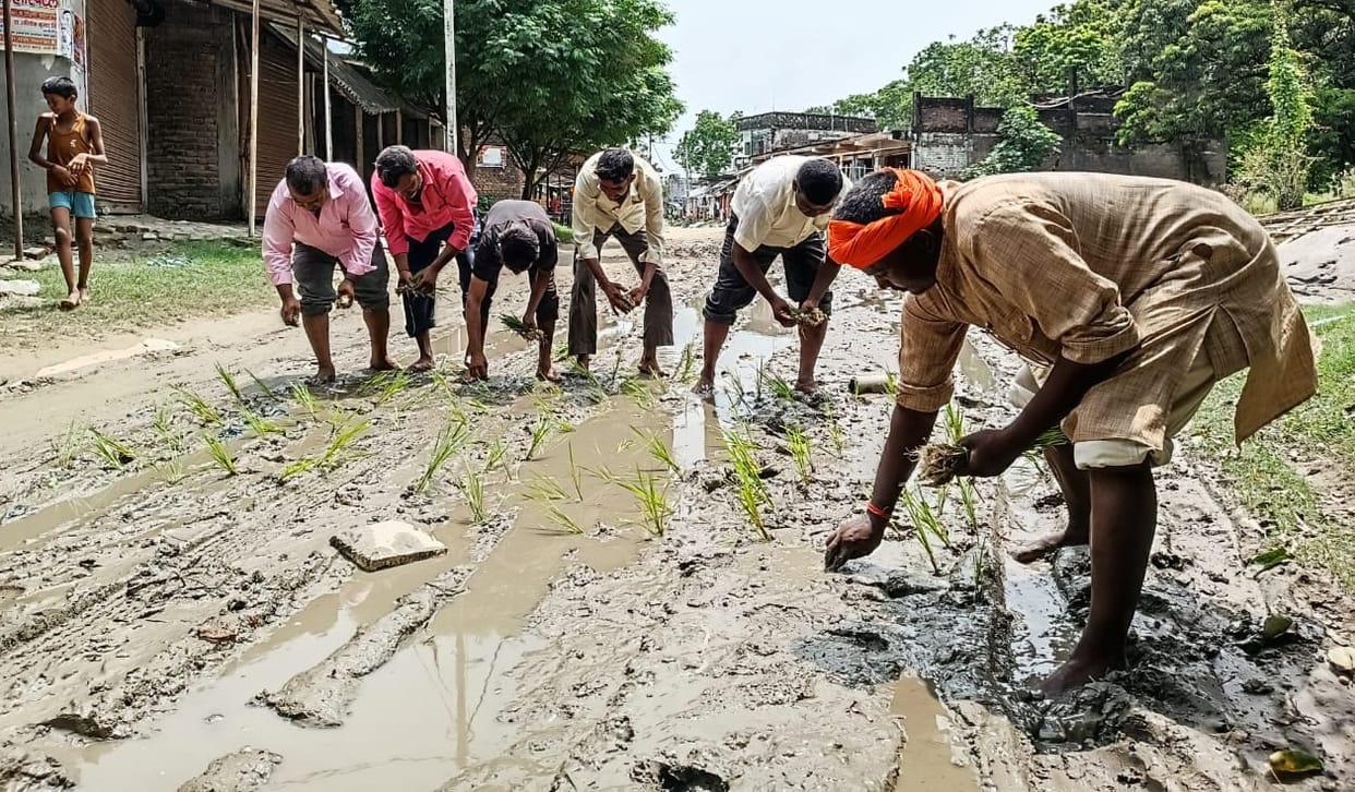 planting paddy on the road