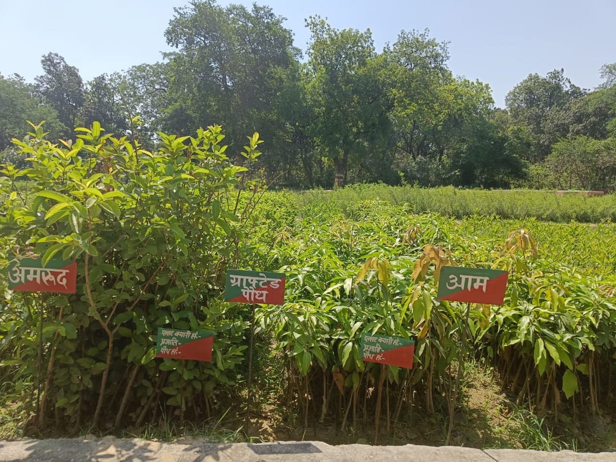 Village forest will be established to bring greenery