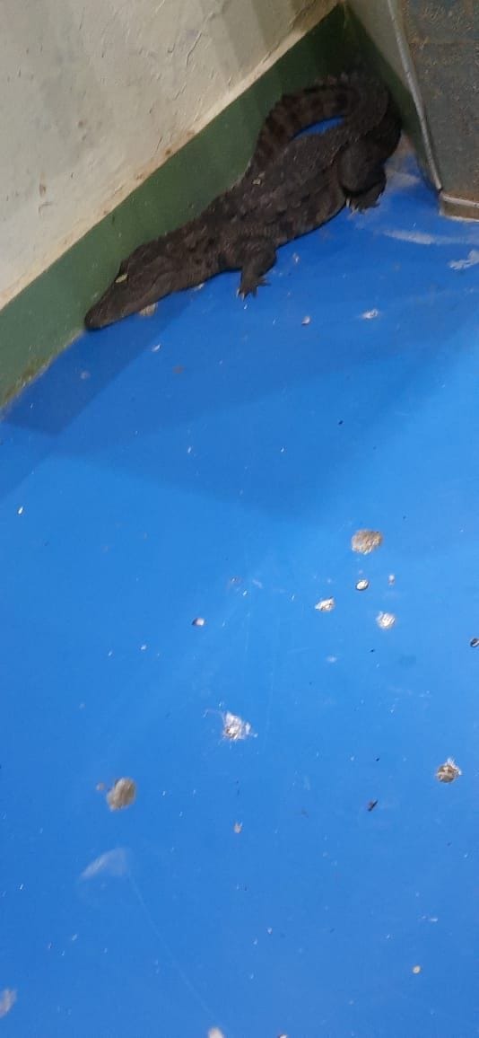 Baby crocodile reached NHPC power house