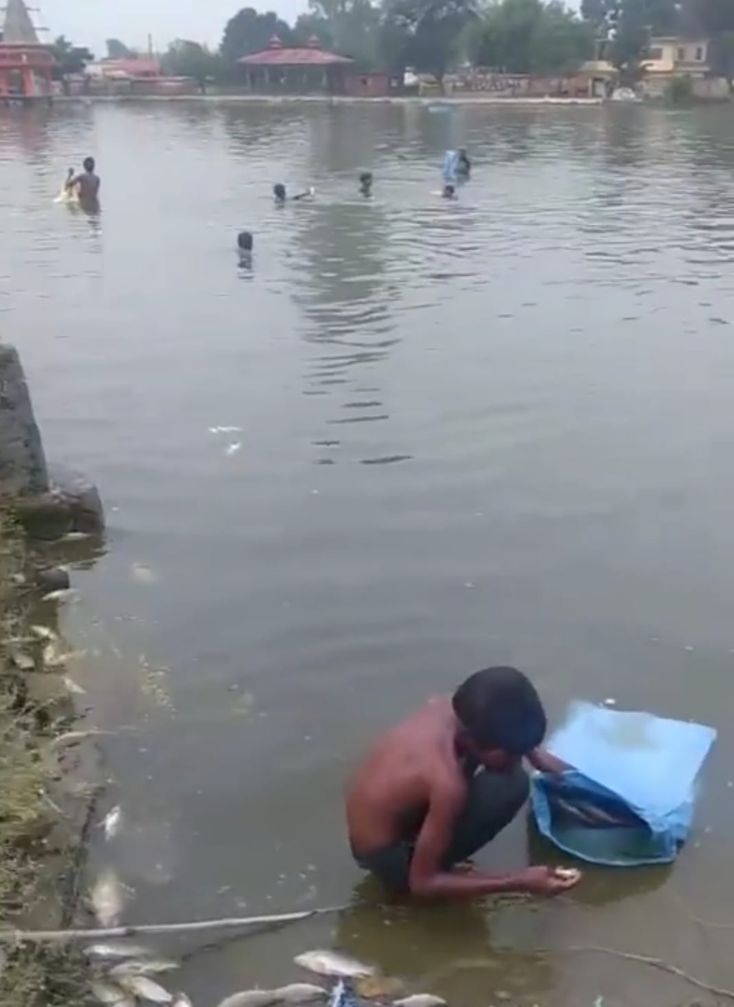 Five quintals of fish died in Bhanjal