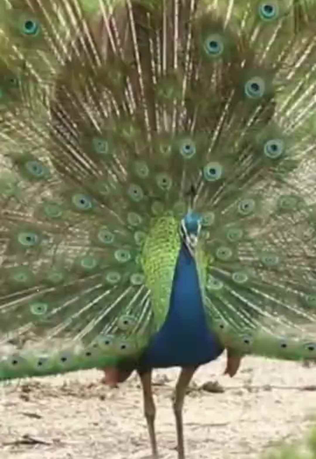 Number of peacocks increased to 300 thousand