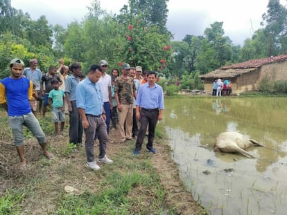 Tiger dragged the cow from the house, made it a morsel