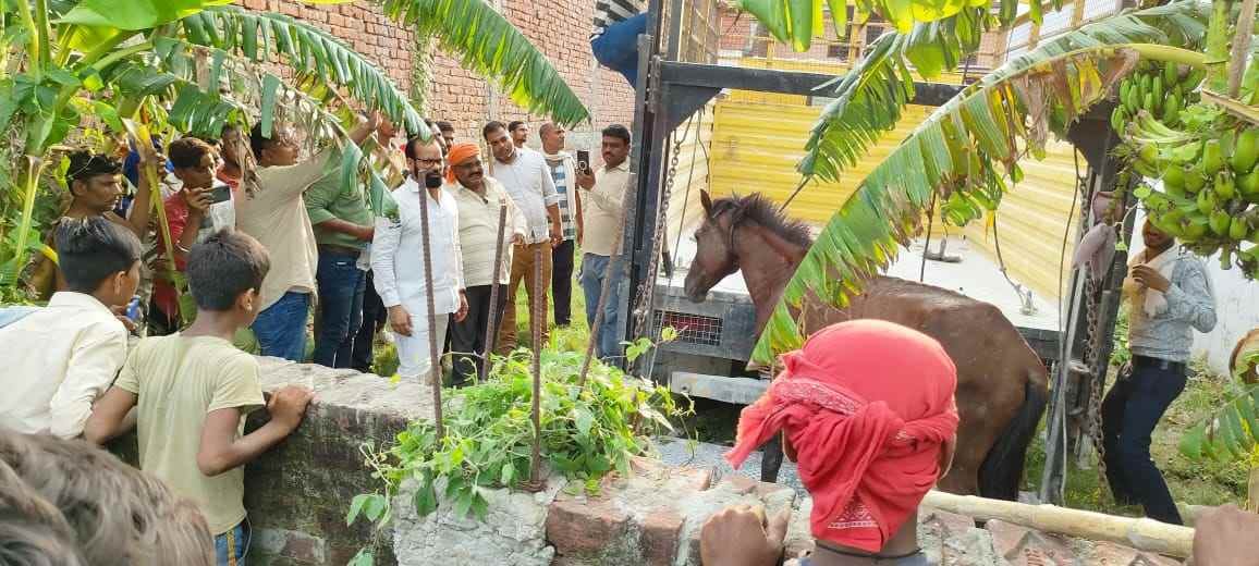 1 horse caught