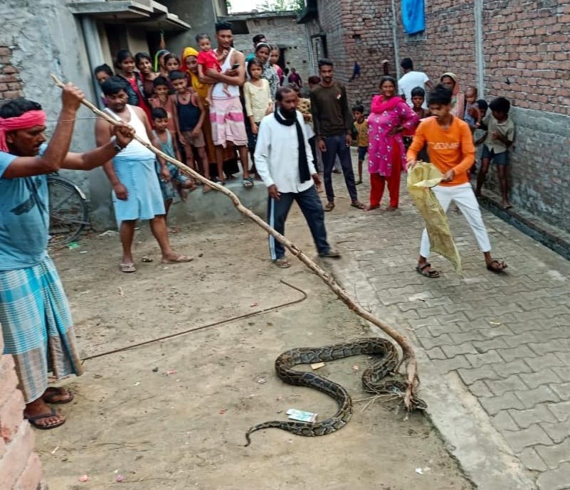 The python swallowed the hen eating grain at the door