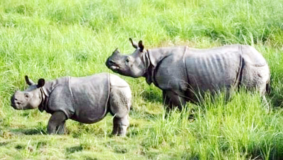 Parts of plastic waste found in rhinoceros dung in Chitwan Park
