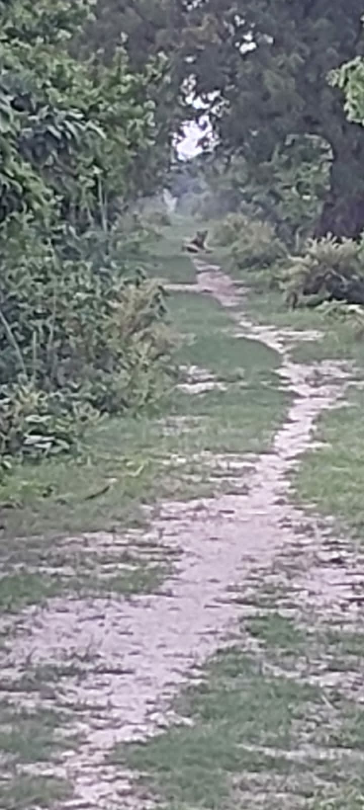 Tiger came on Bankeganj-Kukra road, jammed for half an hour