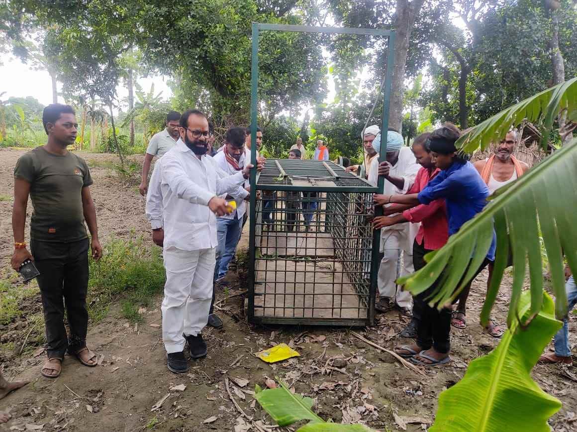 to catch leopard install cage