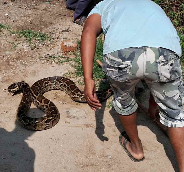 a youth caught ajagar