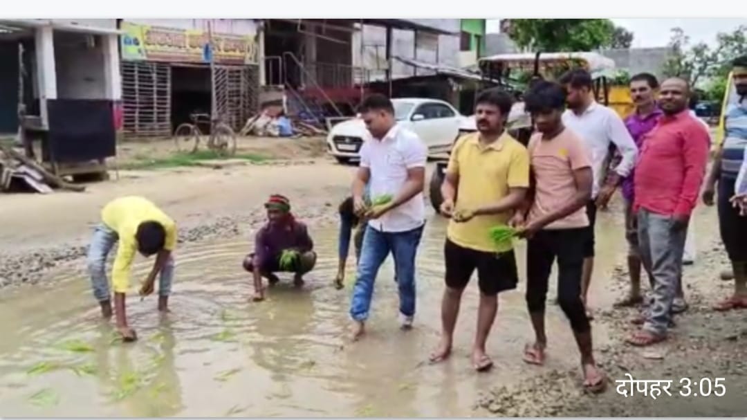 planting paddy in pits