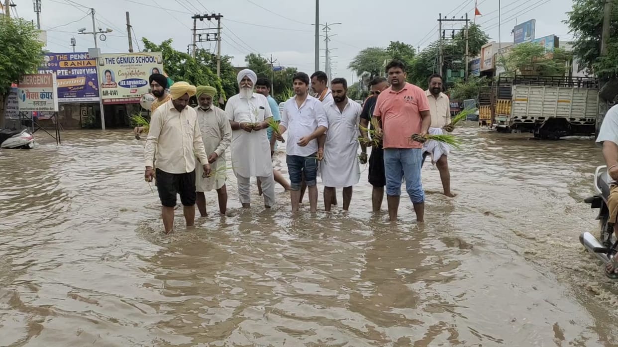 Congressmen expressed anger by planting paddy saplings in the waterlogging on the main road of the city