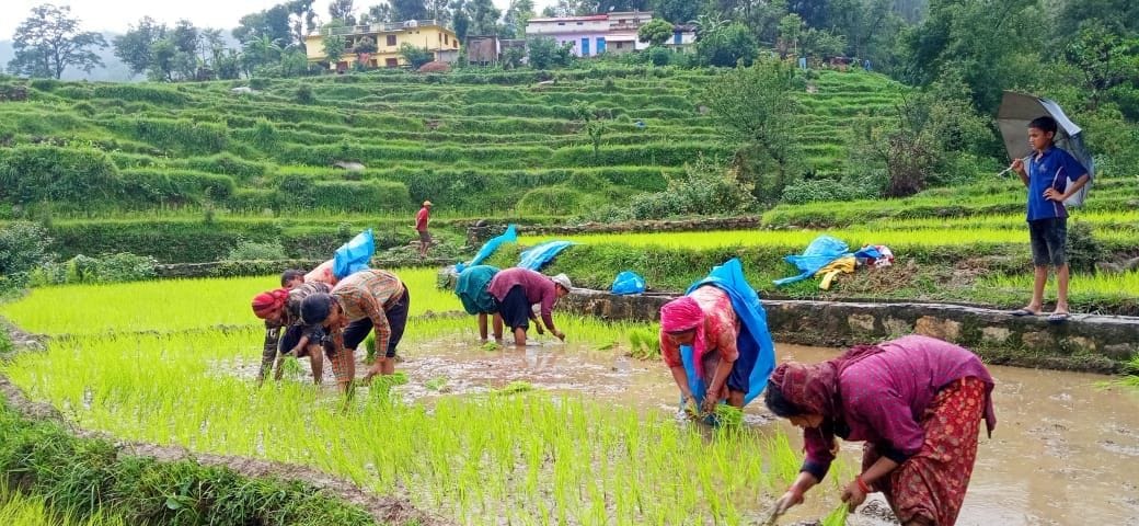 Paddy planting in full swing
