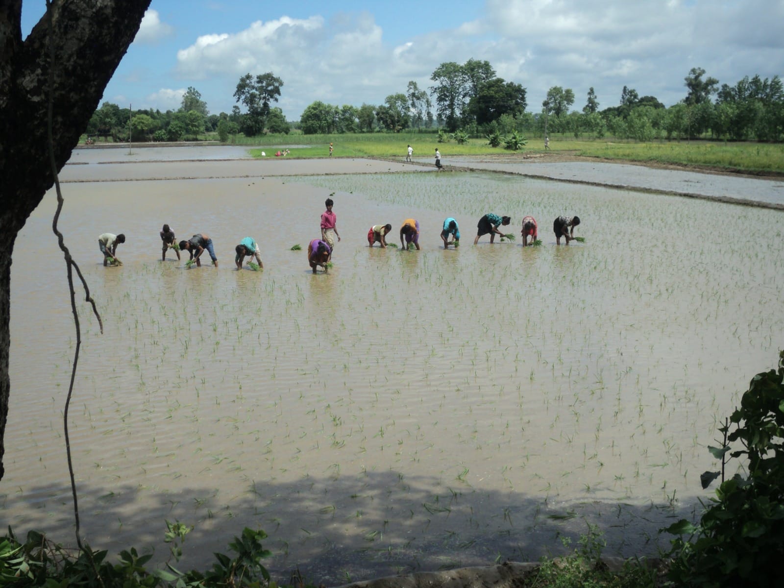The rain gave pace to paddy transplanting, a disaster for sesame and maize