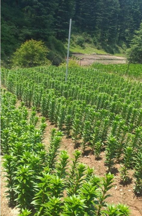 Lili Flower of Champawat