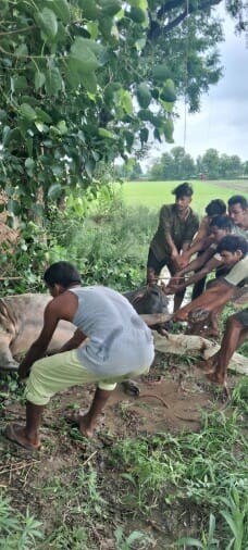 Cow protectors pulled out the bull lying in the well, died after a while