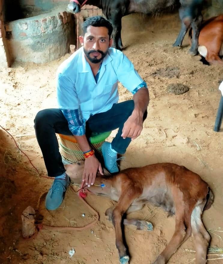 Newborn calf's life saved by offering mother's blood at home