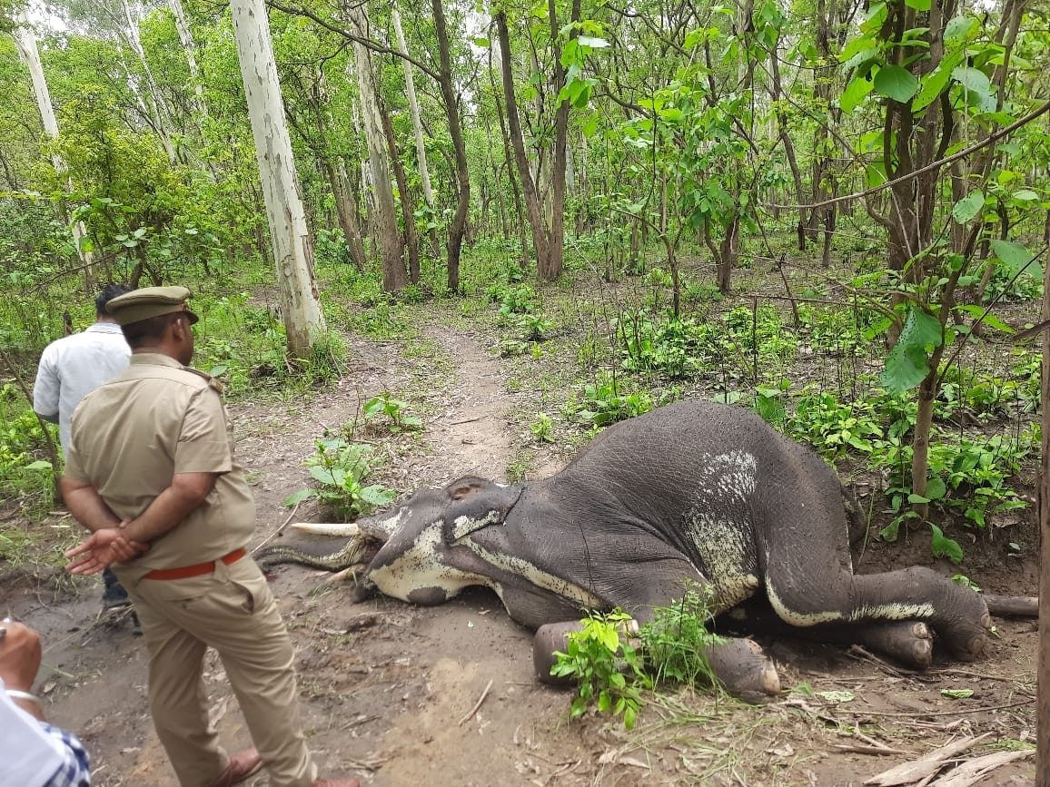 Dead body of male elephant found in Badhapur range