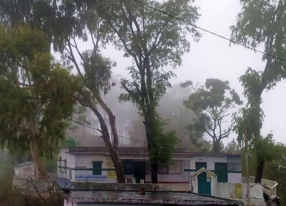 'Flowers' in danger from old trees planted in the school