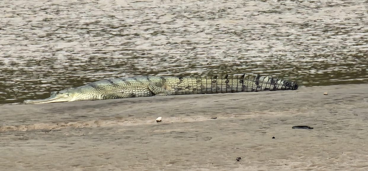 People scared to see crocodile on Rapti beach