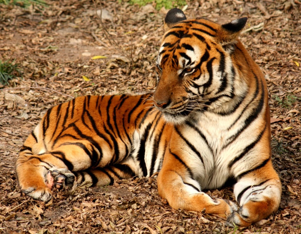 Tiger attacked a farmer who was taking care of his farm in Umaria Tiger Reserve area.