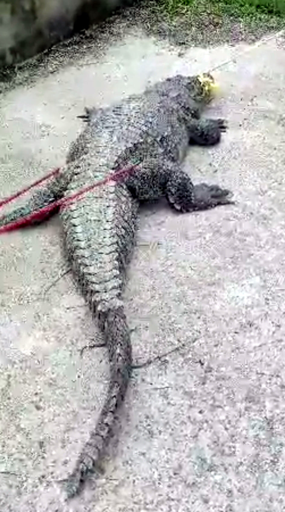 There was chaos due to the release of crocodile