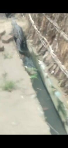 Crocodile reached the population after coming out of the river