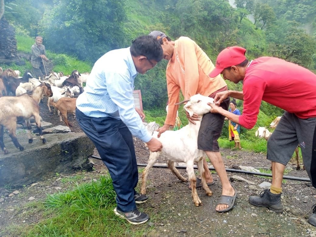 Team reached Thoda village for vaccination of sheep and goats