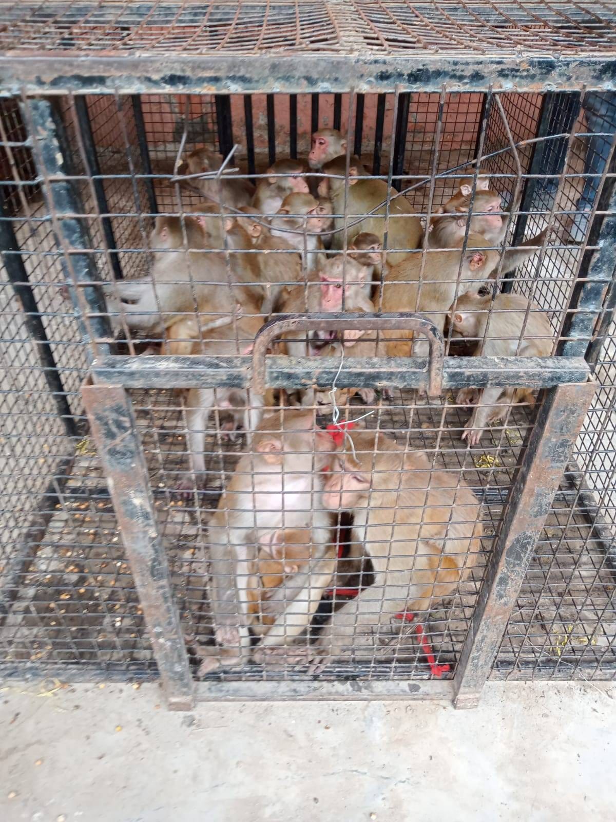 After catching 75 monkeys from the city, the team left for the forest of Ferozepur Jhirka.