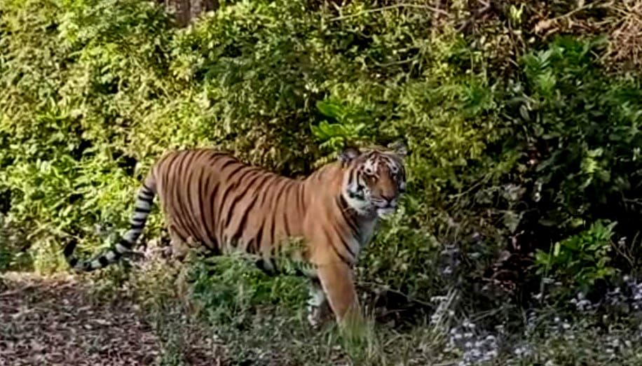No preparation for rescue of kanwariyas from wildlife