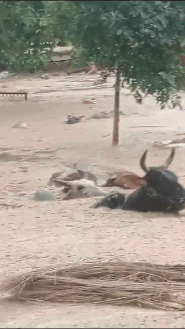 Flood of Yamuna river showed fierce form, embankment broken in Sahapat