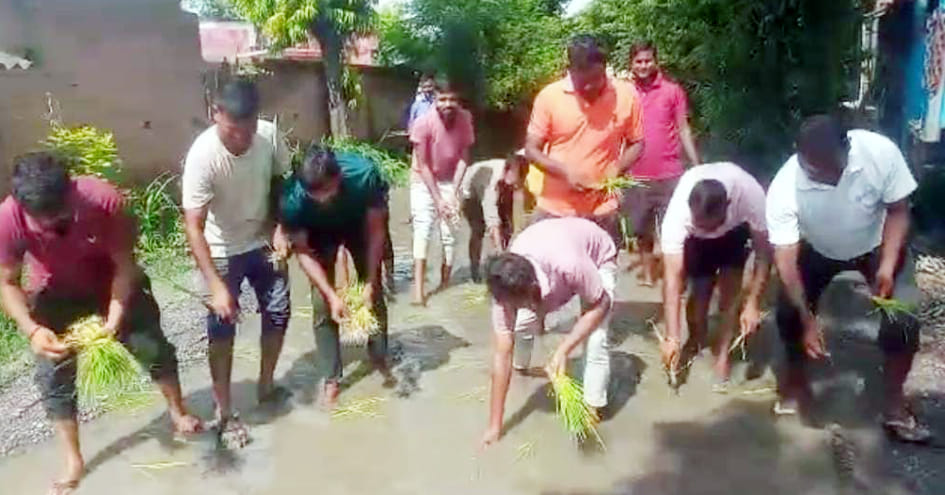 Paddy was planted when the water was filled on the road
