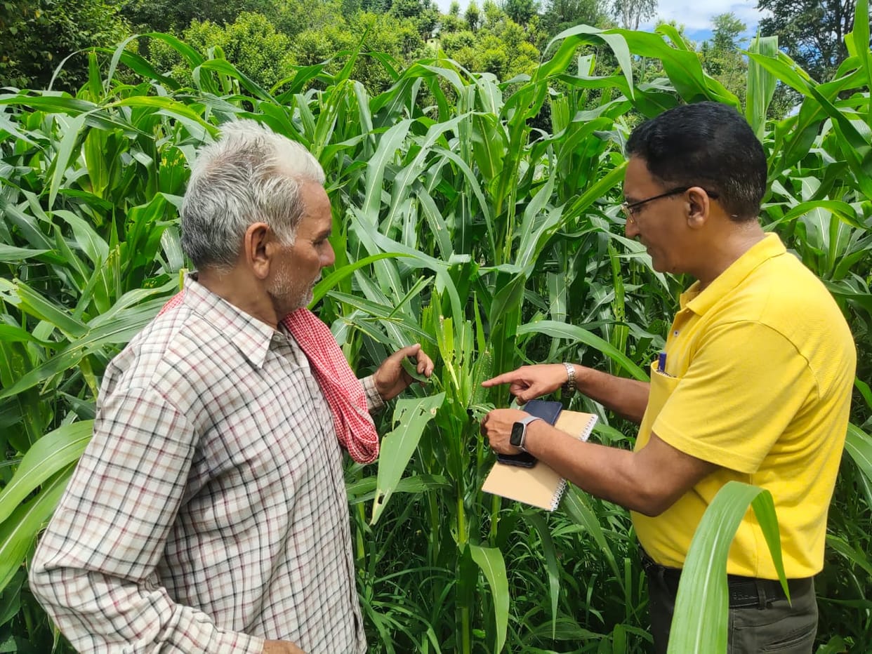 crops effected by desease