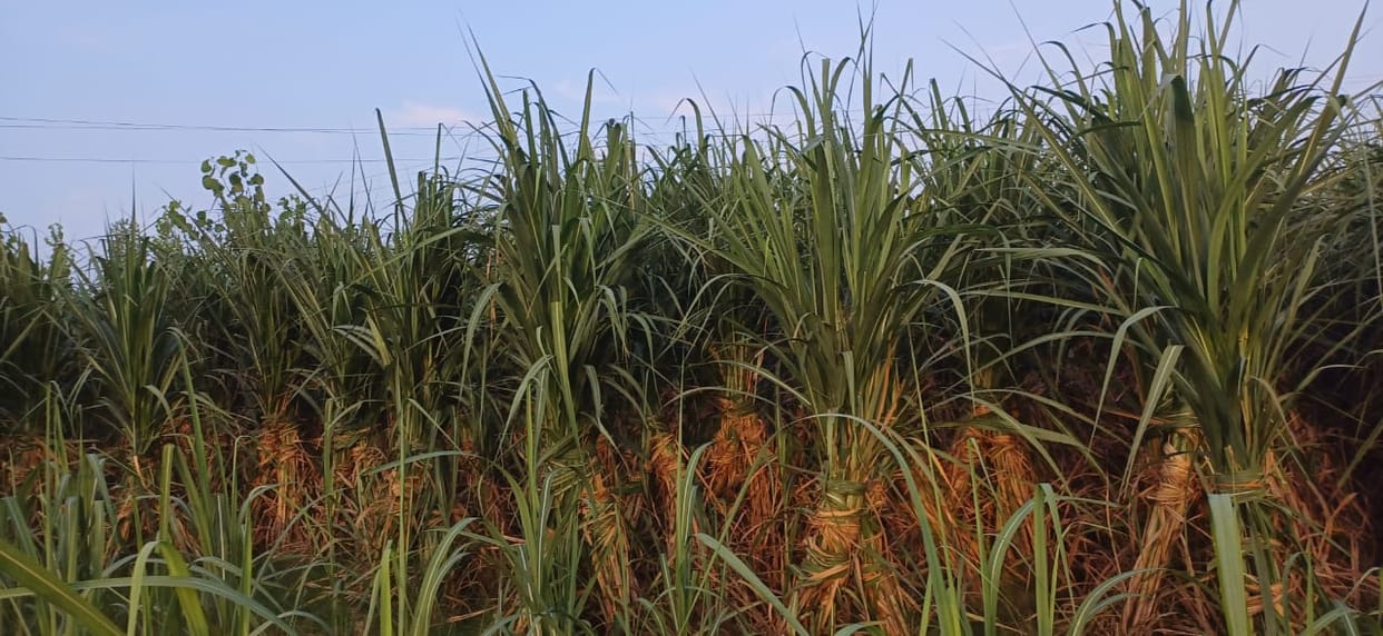 Sugarcane area decreased by 2256 hectares in the district