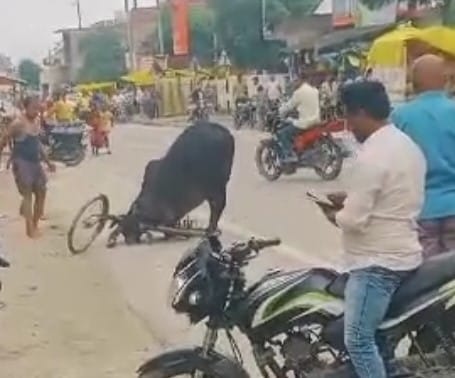 Bicycle got stuck in bull's throat