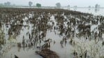 फोटो :39: गांव गढ़ मिरकपुर के पास यमुना का जलस्तर कम होने के बाद खेत में दिखाई दे रही प्रभावित 