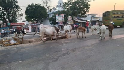 Free animals roaming on the highway becoming an obstacle in the way of kanwariyas