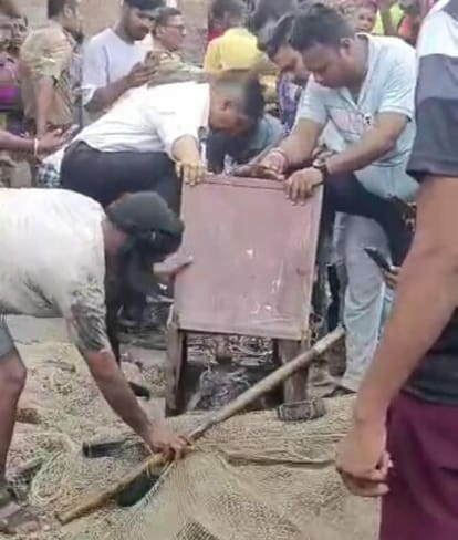 The crocodile that entered the city was caught late at night and released into the river