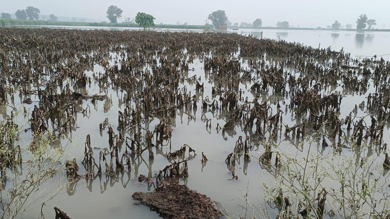 Heavy damage to crops other than sugarcane due to floods