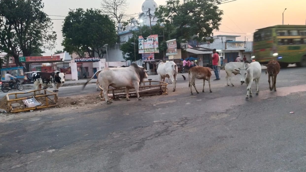 Free animals roaming on the highway becoming an obstacle in the way of kanwariyas