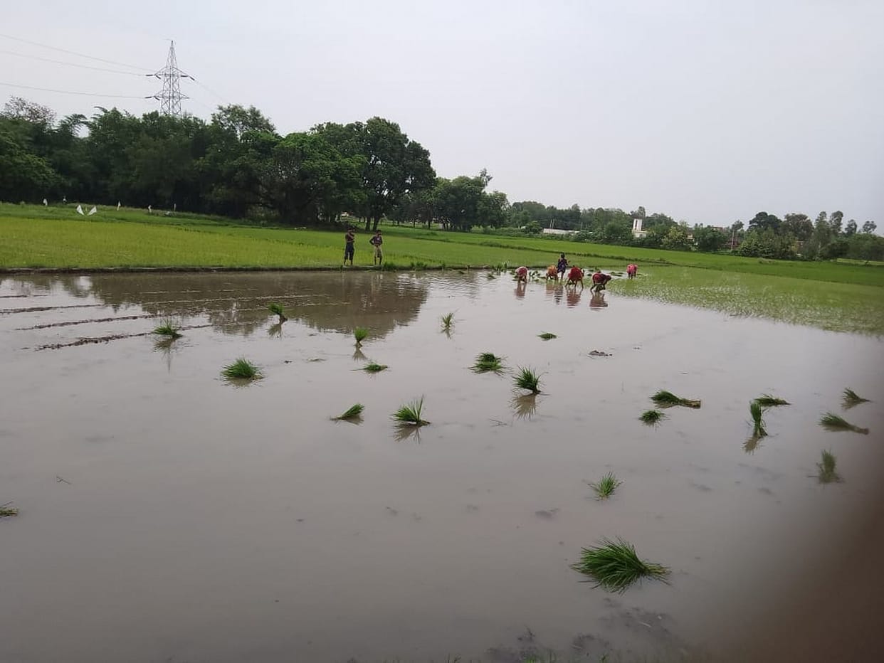 Crop submerged due to continuous rains