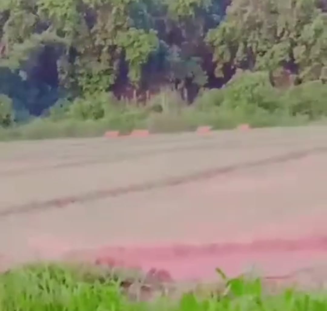 Four tigers were seen walking in the field, farmers were scared