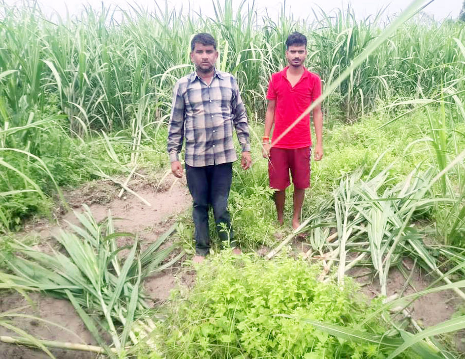 Wild pigs trample sugarcane crop in Gulra