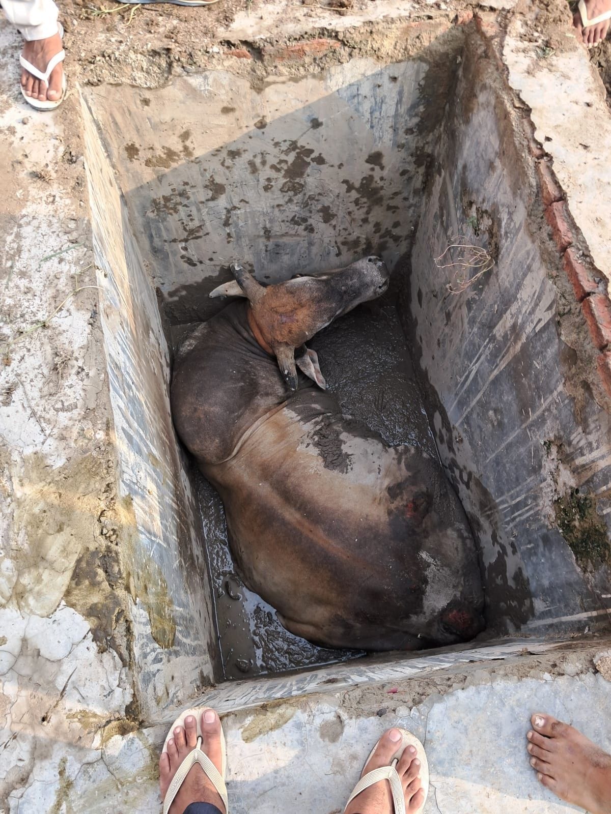 Bull stuck in manhole of 20 feet deep drain of Jalghar, pulled out in four hours with the help of two JCBs