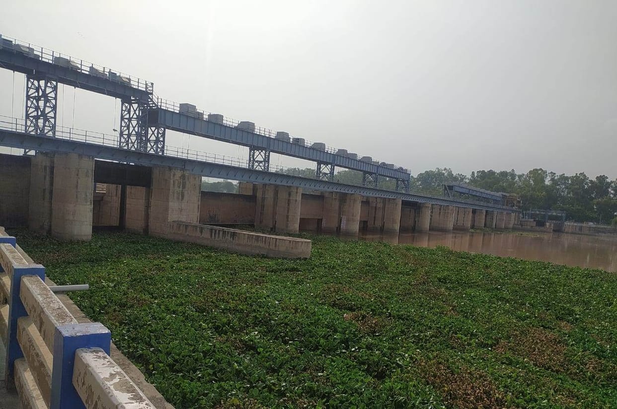 Water hyacinth increased the concern of the queens and the villagers of Ellenabad area