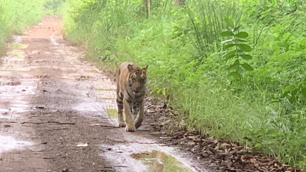 Dudhwa is closed, if you want to see tiger then come to Bankeganj