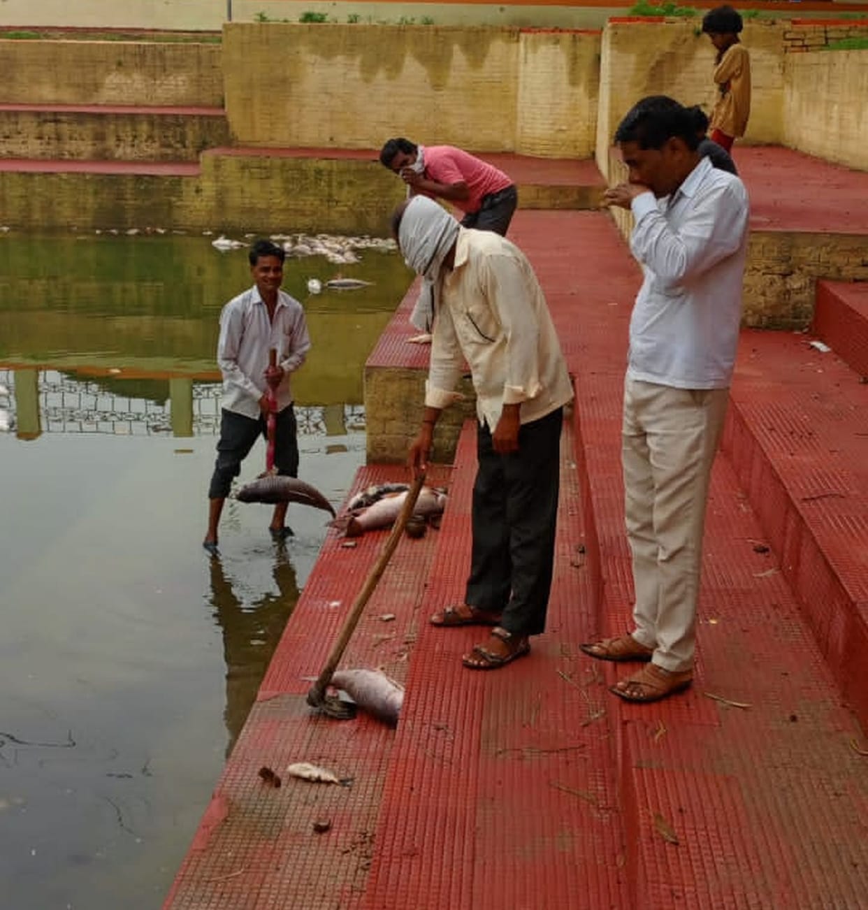 The work of removing dead fish from Suryakund Sagara started