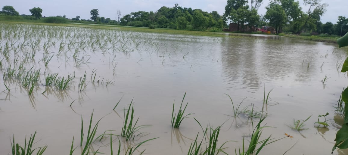 Paddy crop drowned due to canal overflow