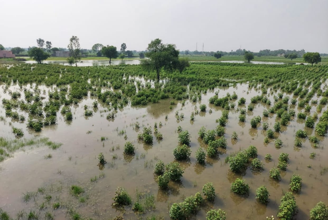 Crops damaged due to waterlogging in eight thousand acres of the district